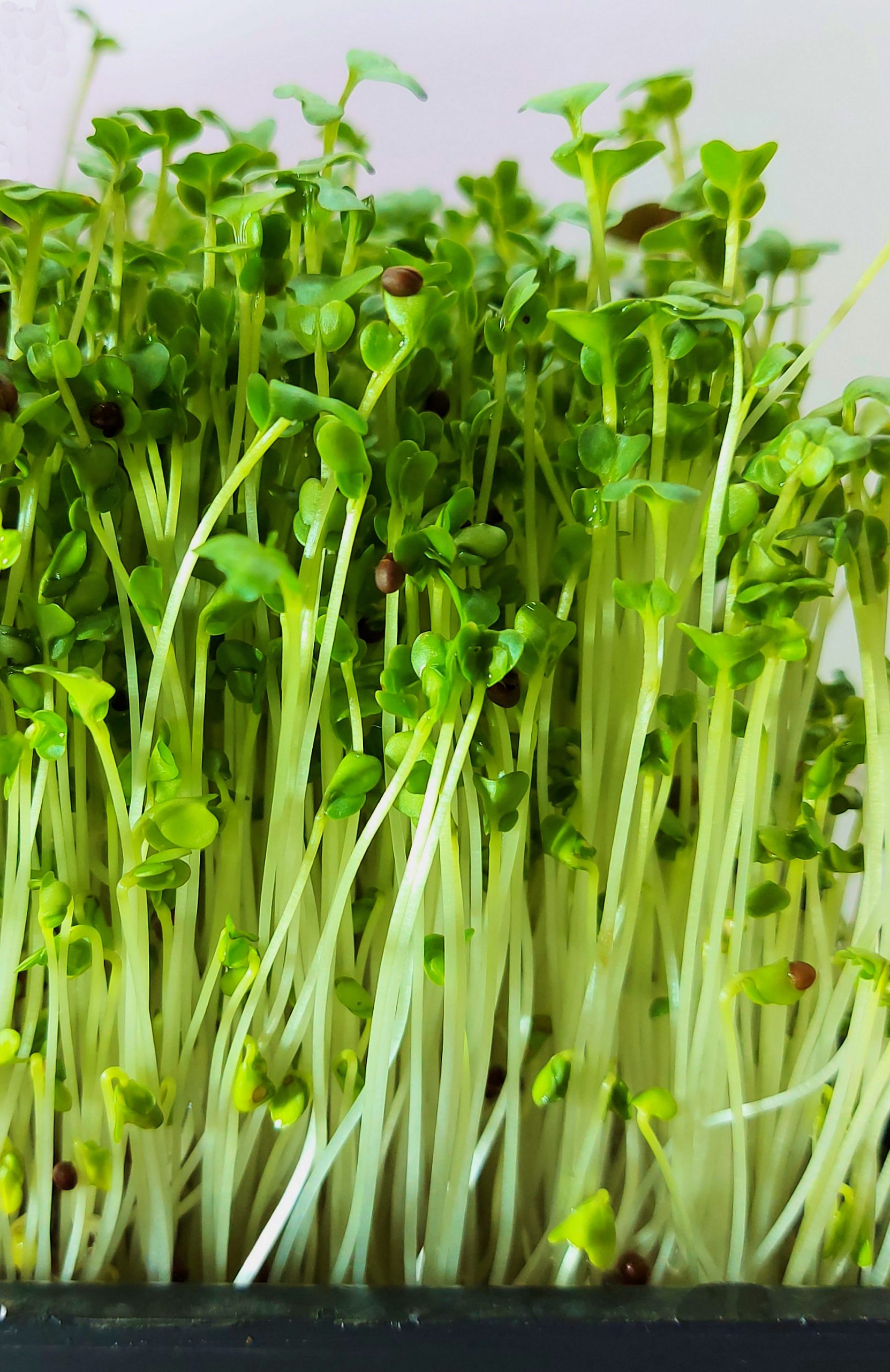 top-3-mistakes-when-growing-broccoli-sprouts-country-bounty